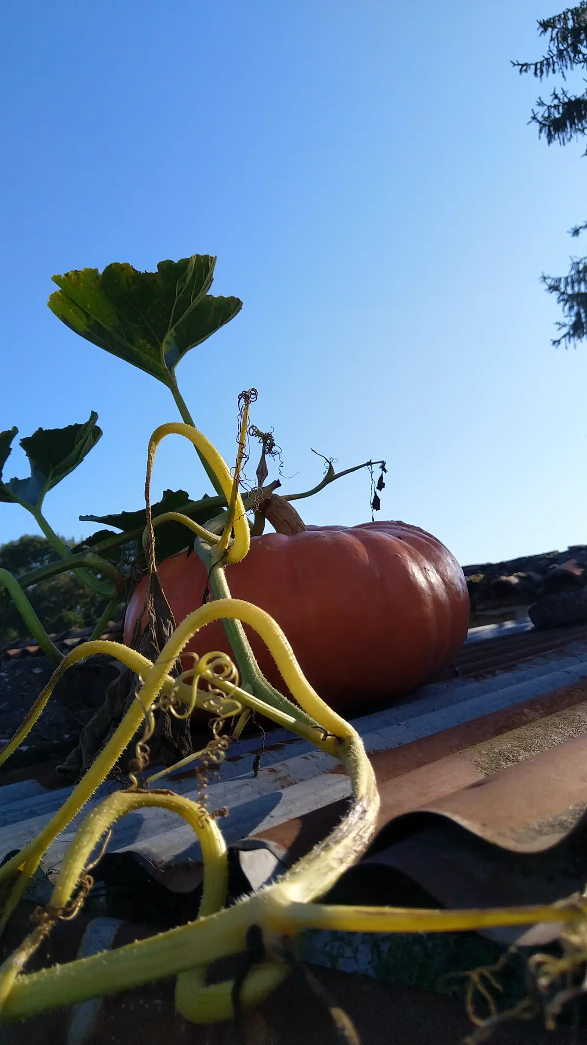 Une grosse citrouille poussée sur un muret du jardin partagé, sous un ciel bleu