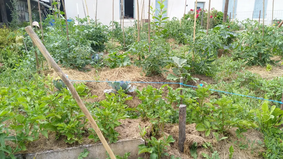 Le jardin partagé : planches de légumes paillées, tomates tuteurées et choux