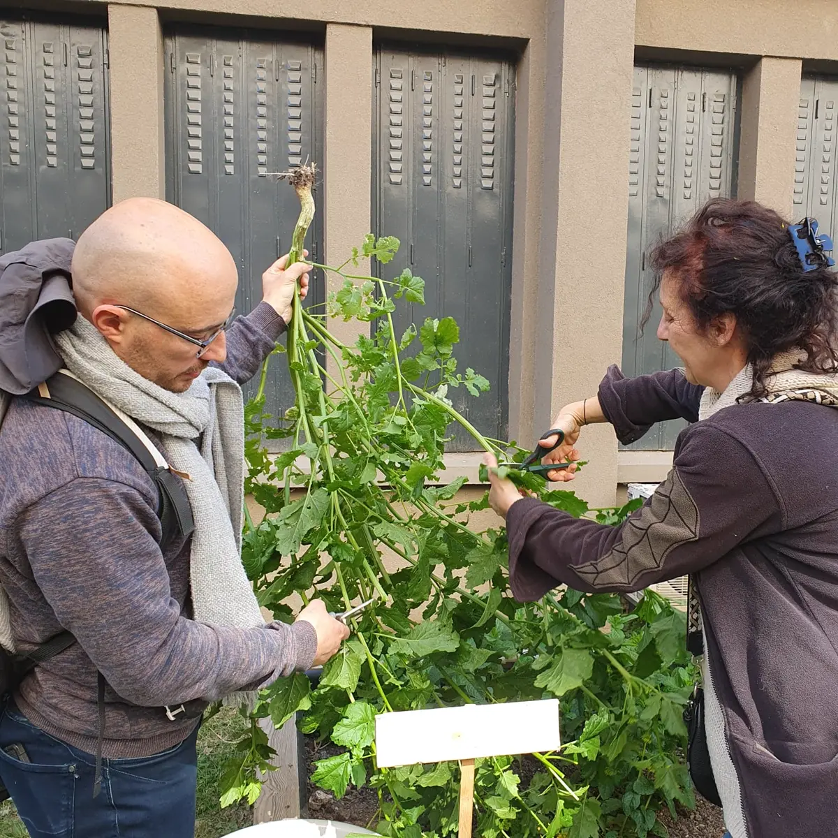 Sophie et Fabrice coupant de la moutarde, un engrais vert, dans un jardin de quartier à Vienne
